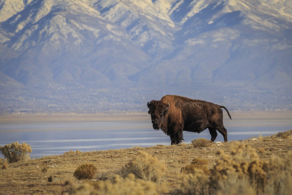 A Bison in front of Great Salt Lake and the Wasatch Mountains