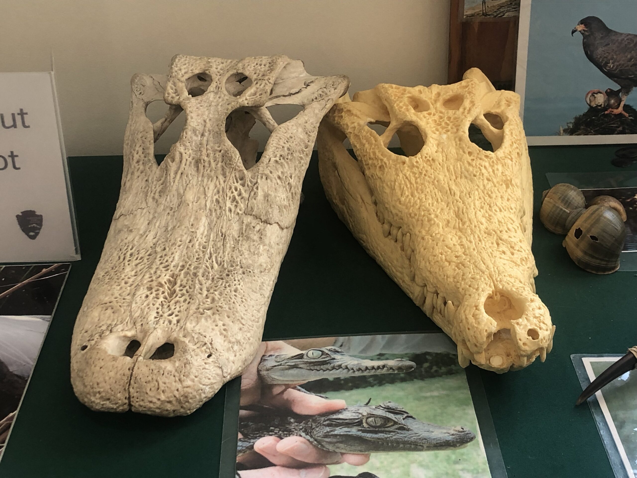 Alligators (l) have round shaped snouts and Crocodiles (r) have V-shaped snouts