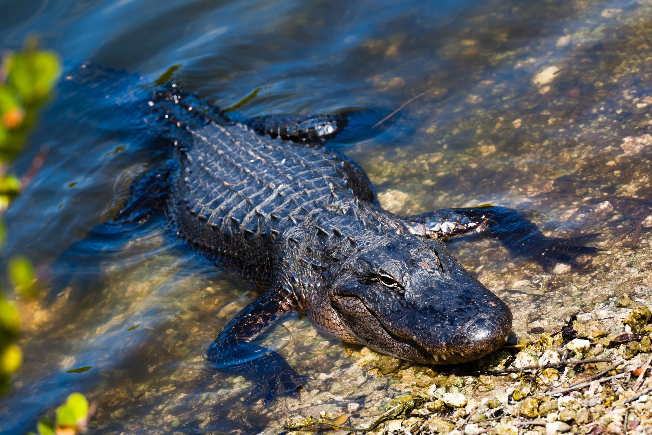 Alligator