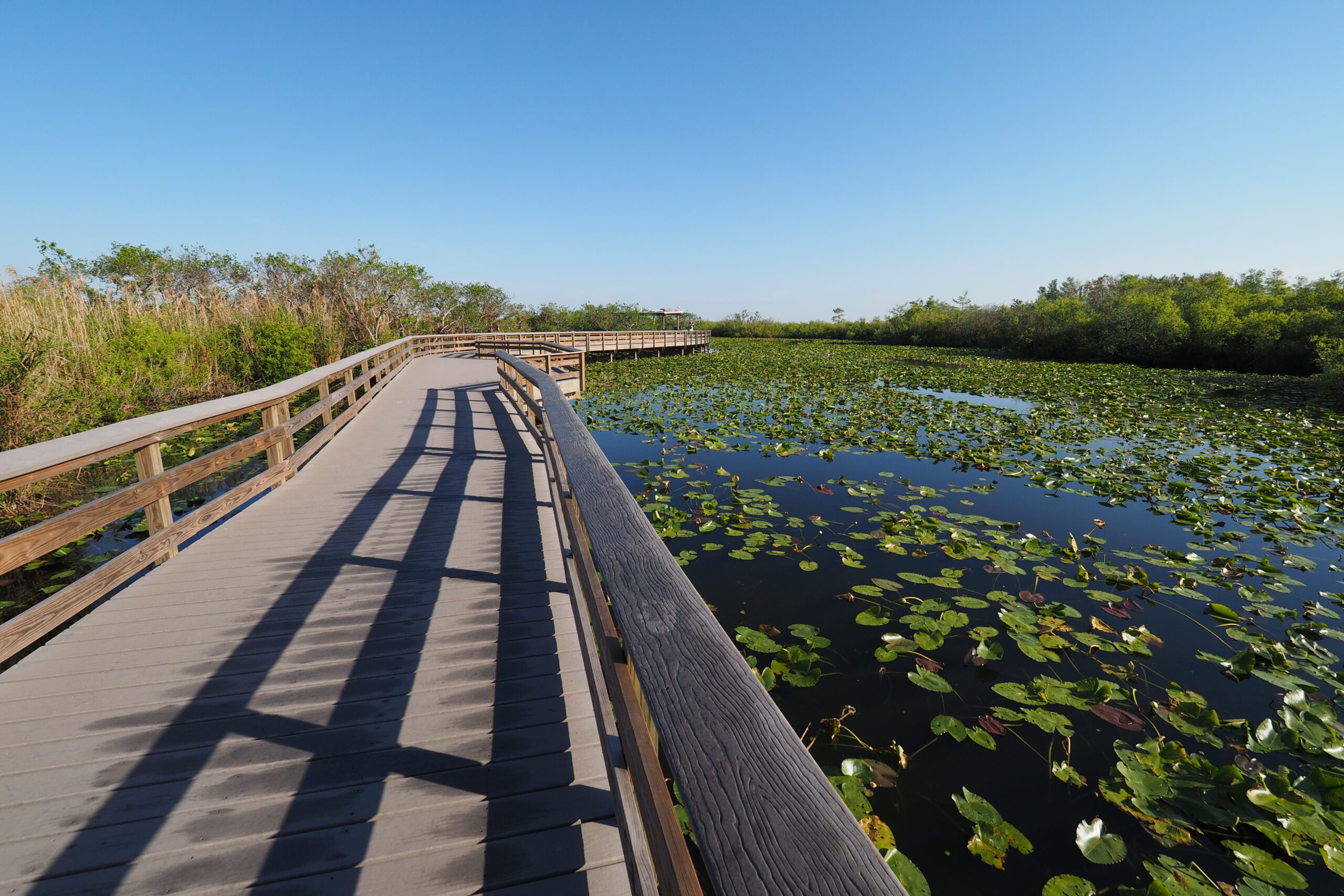 Anhinga-Trail-Boardwalk