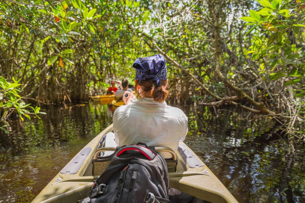 Gulf-Coast-Mangrove