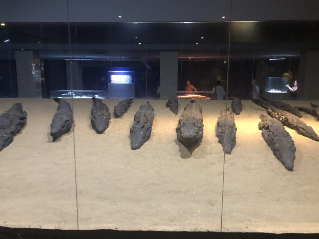 Crocodile Museum