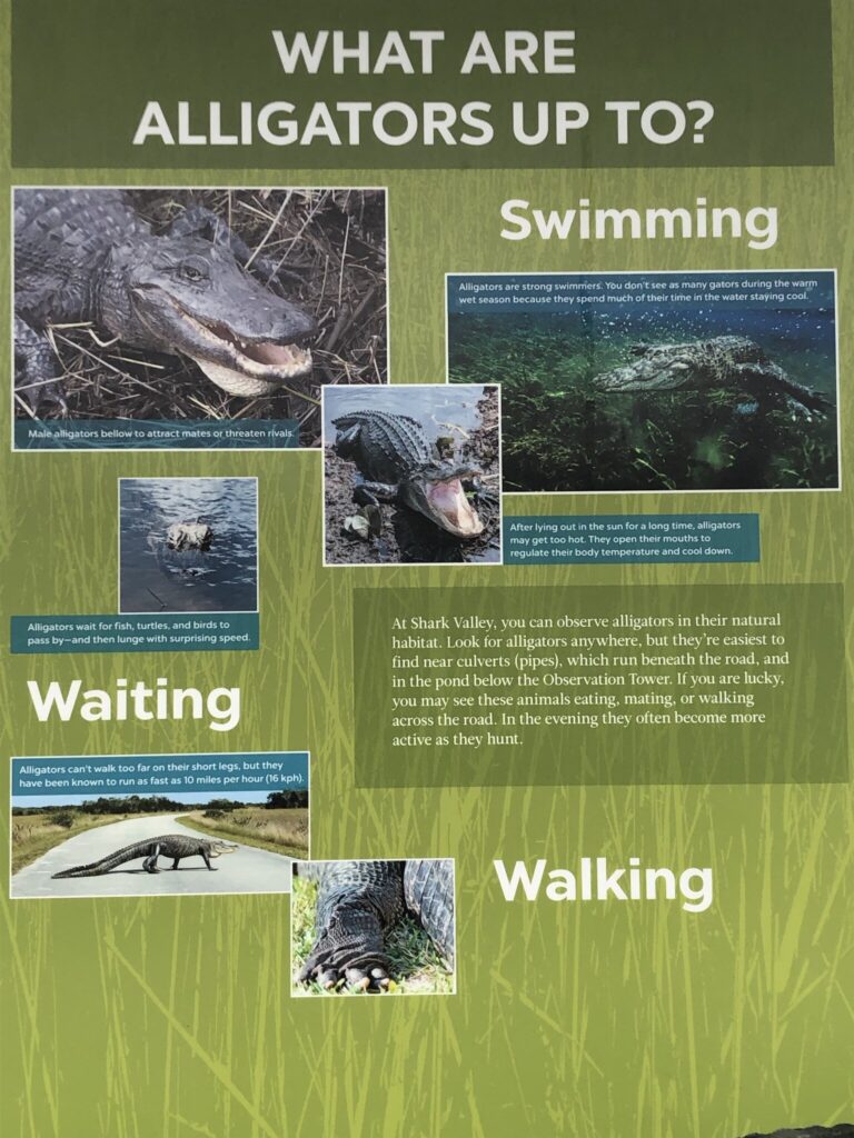 Crocodile 