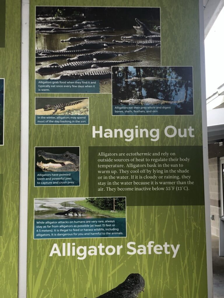 Crocodile
