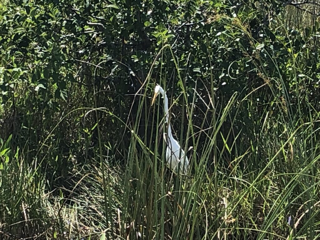 Egret at Everglades National Park