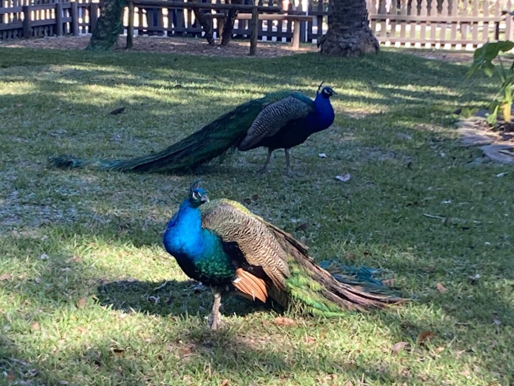 2 Peacocks