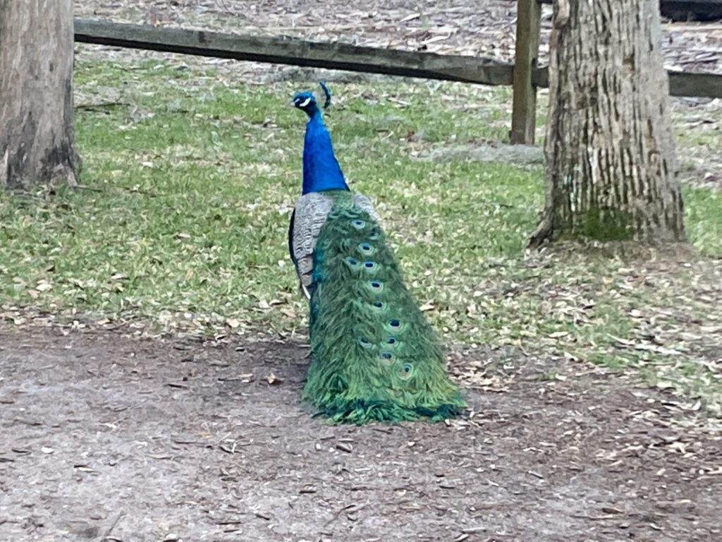 Peacock