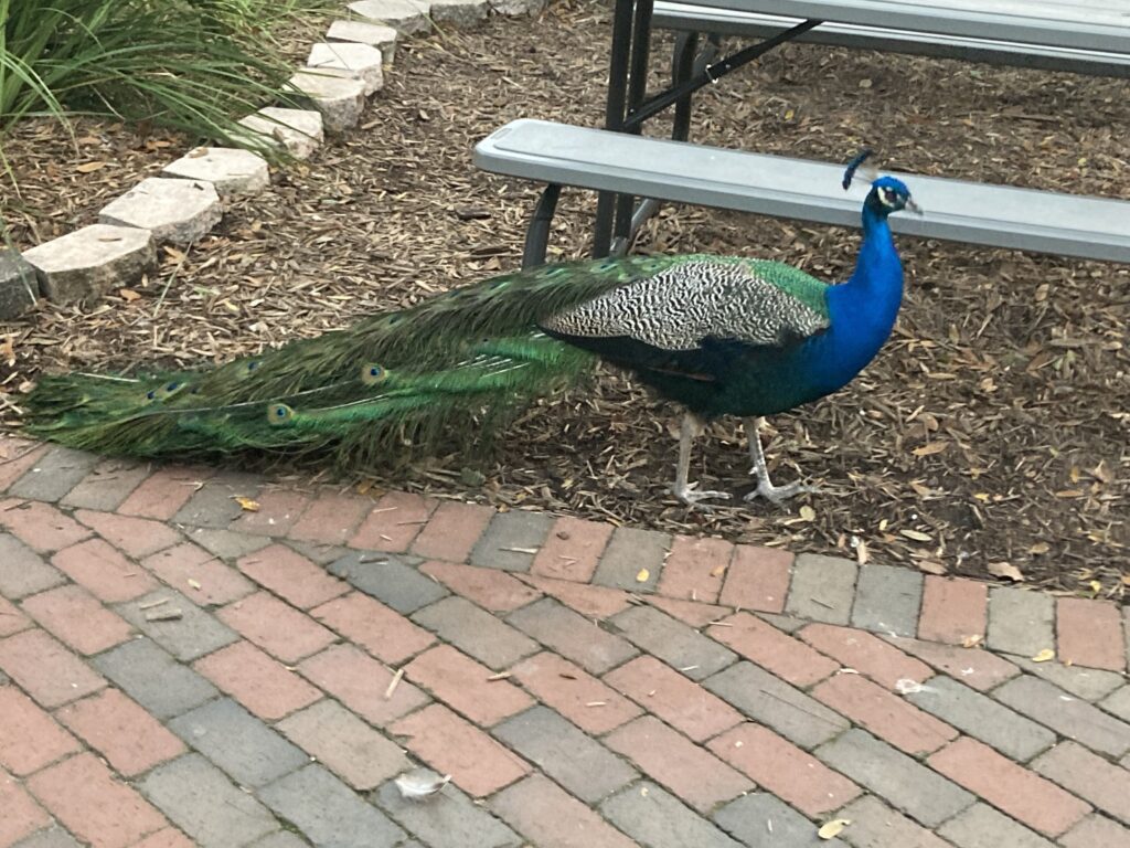 Peacock