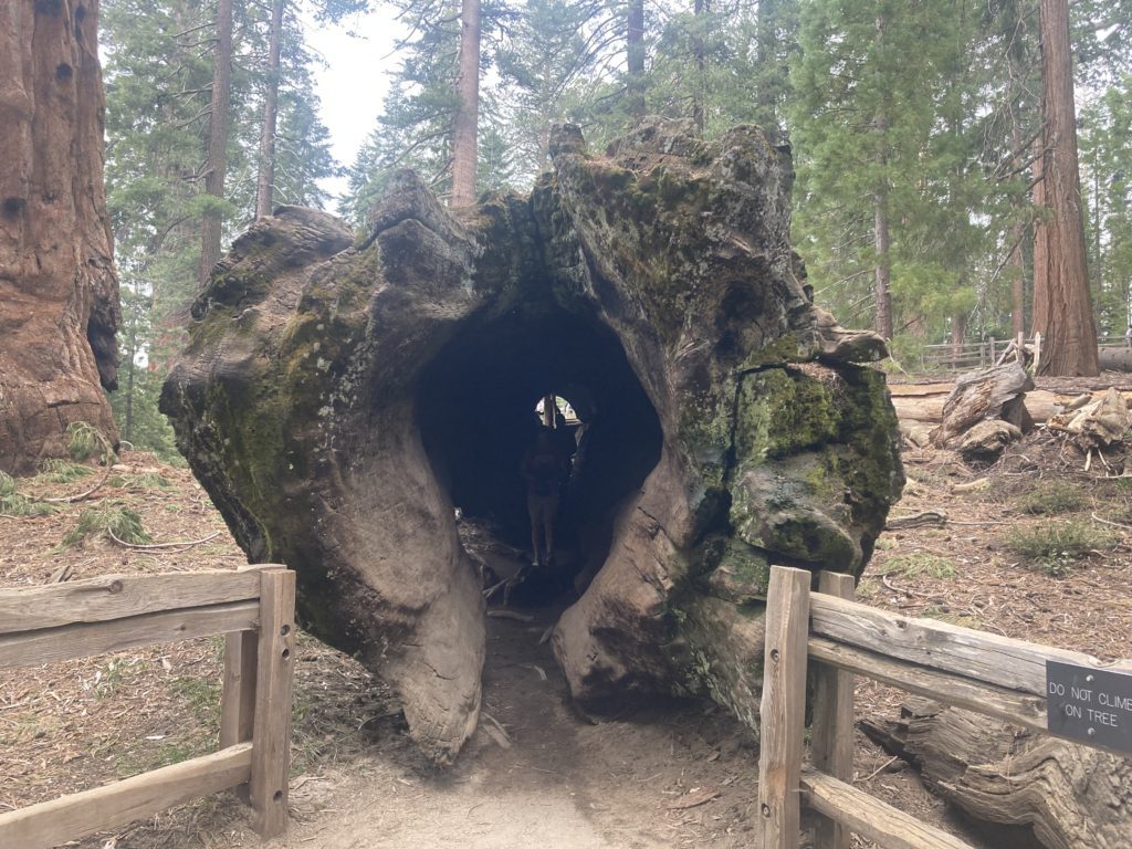 Entrance Way to the Inside of Fallen Giant Sequoia Tree Trunk