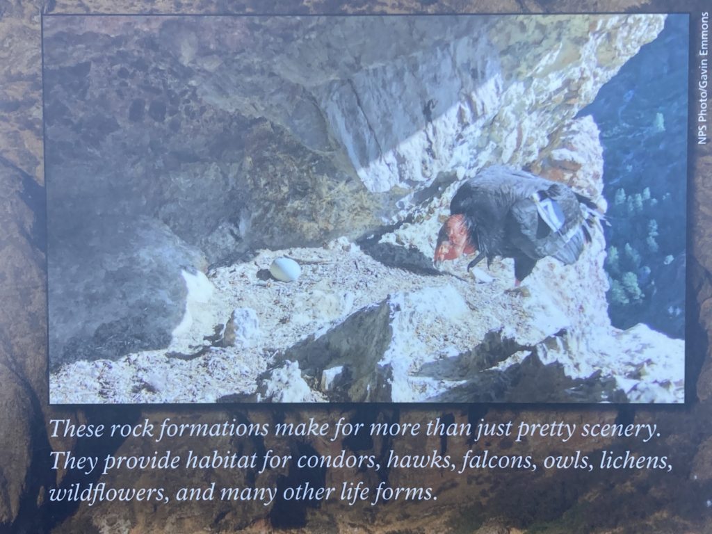 Black Bird at the top of the Rock Formation