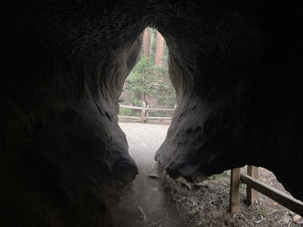 Inside the Fallen Giant Sequoia Tree Trunk