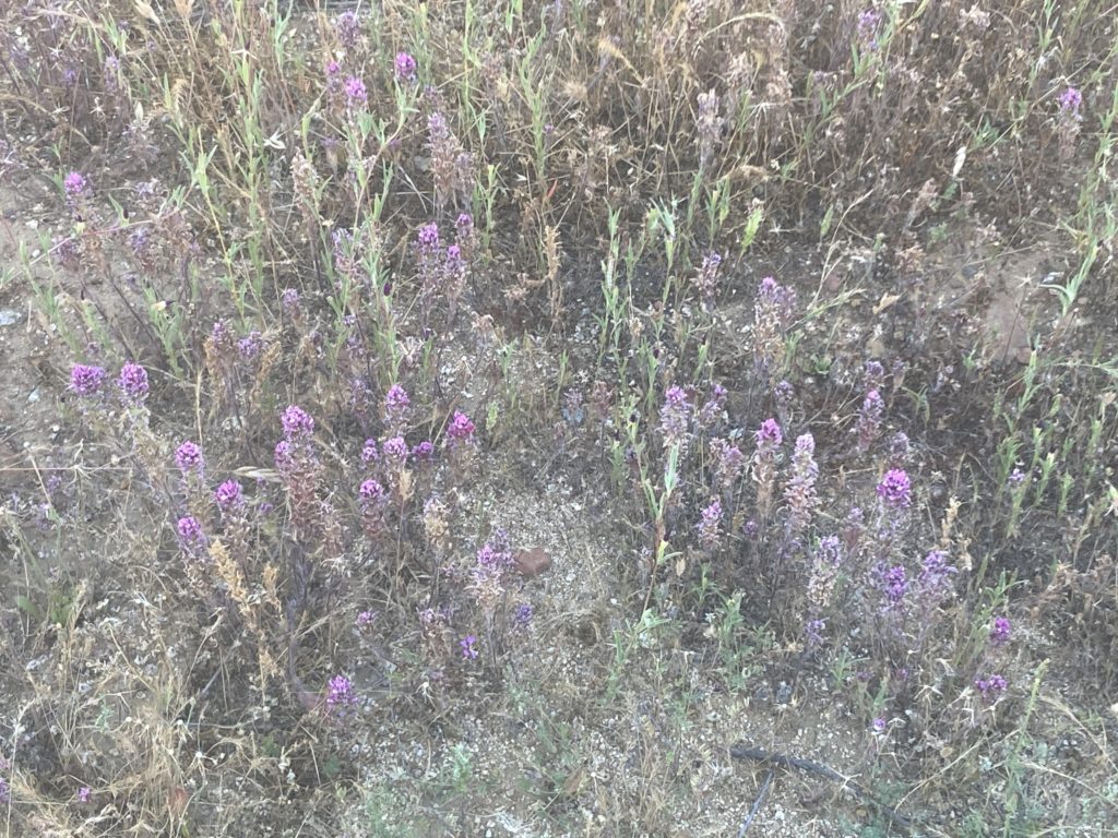 Purple Wild Flowers