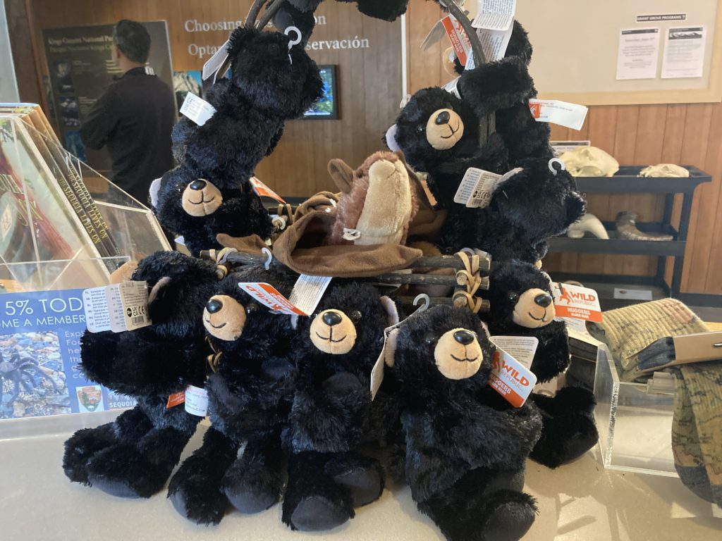 Bunch of Black Baby Bear on Display