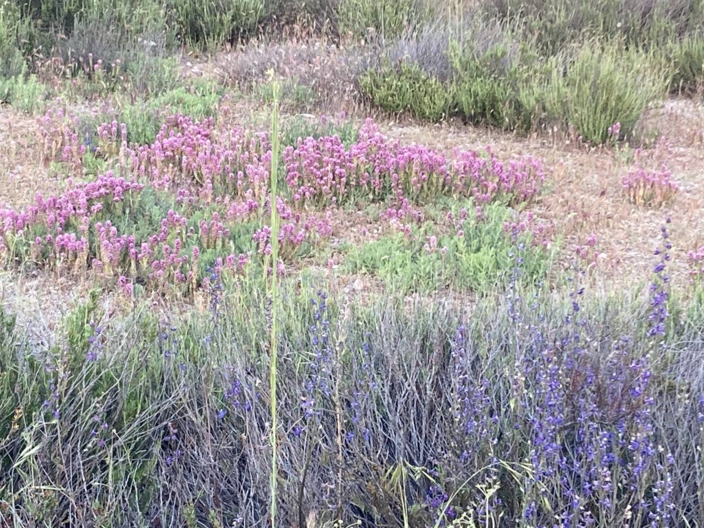 Purple and Pink Wildflowers