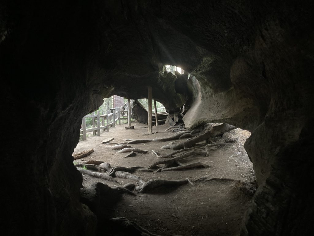 Inside the Fallen Giant Sequoia Tree Trunk