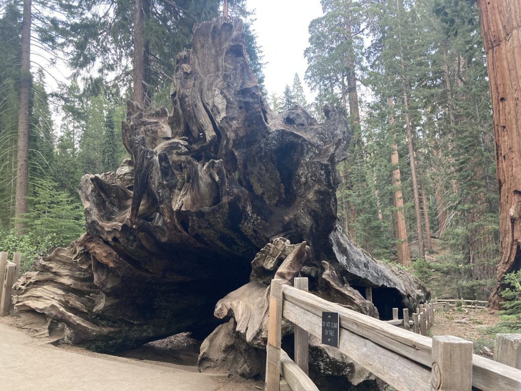 Fallen Giant Sequoia Tree Trunk