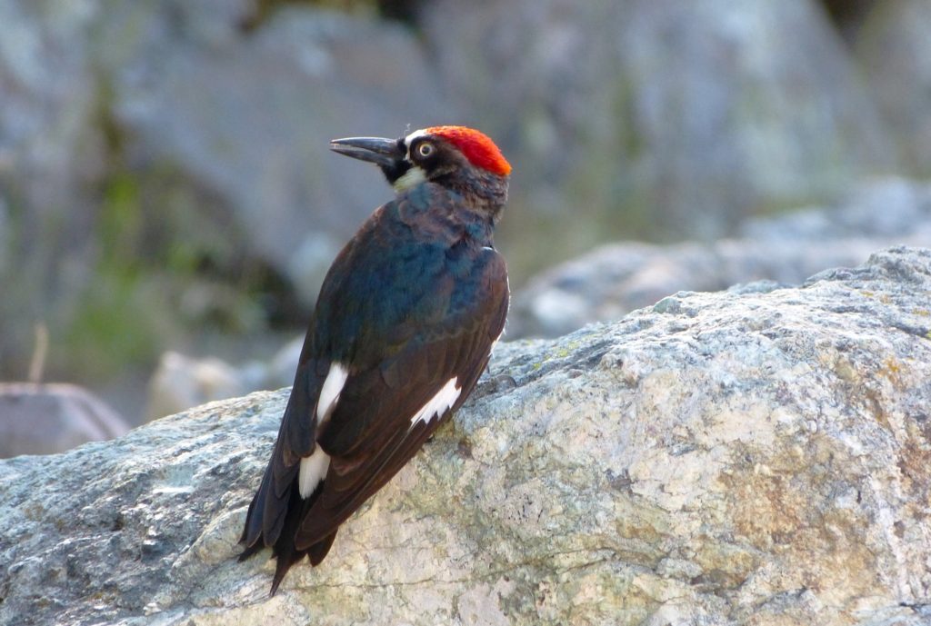 An Acorn Woodpecker at Pinnacles National Park