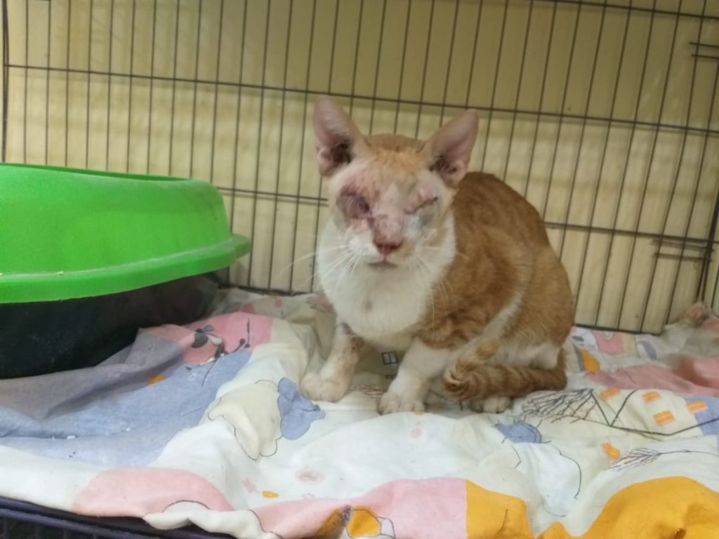 Blind cat at Alexandria Cat Rescue Centre