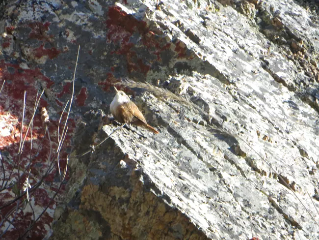 California Wren