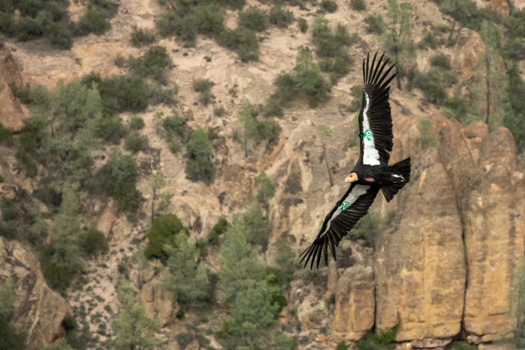 A Condor flying over Pinnacles National Park