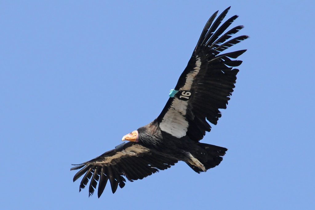 A Condor with a Studbook