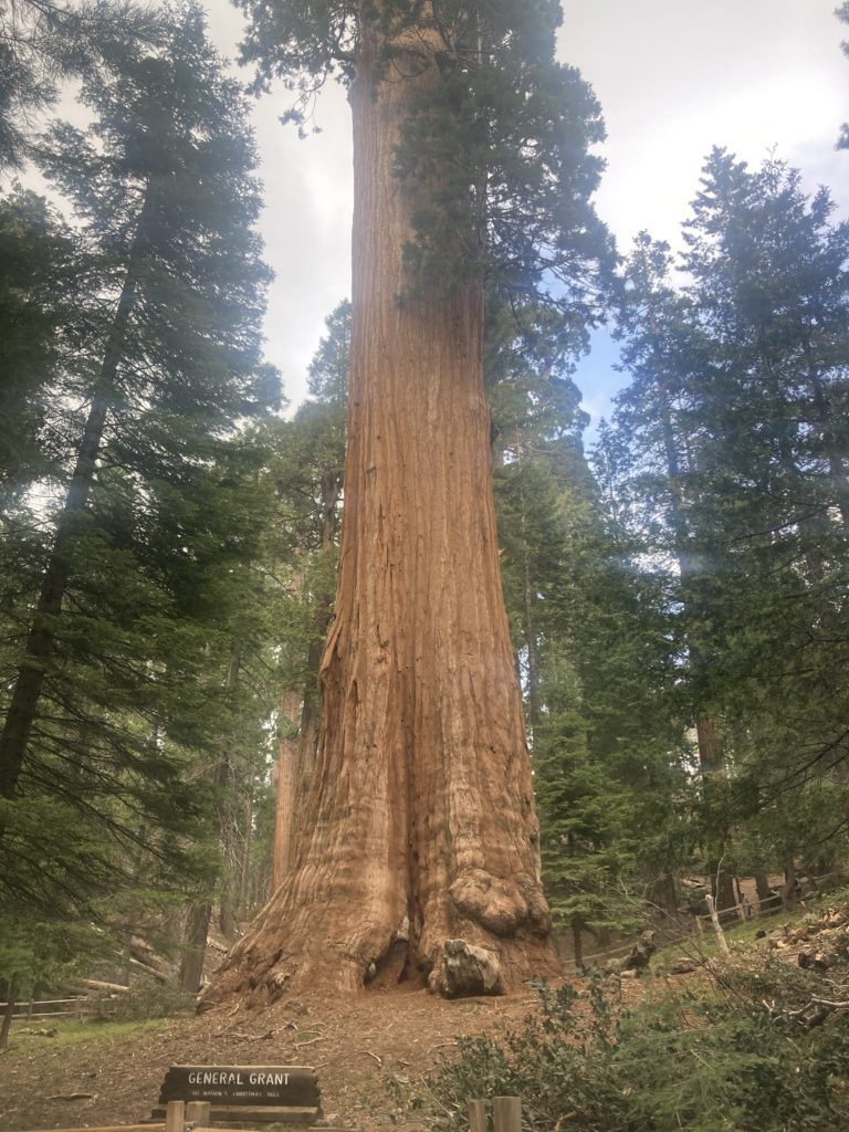 General Grant Tree