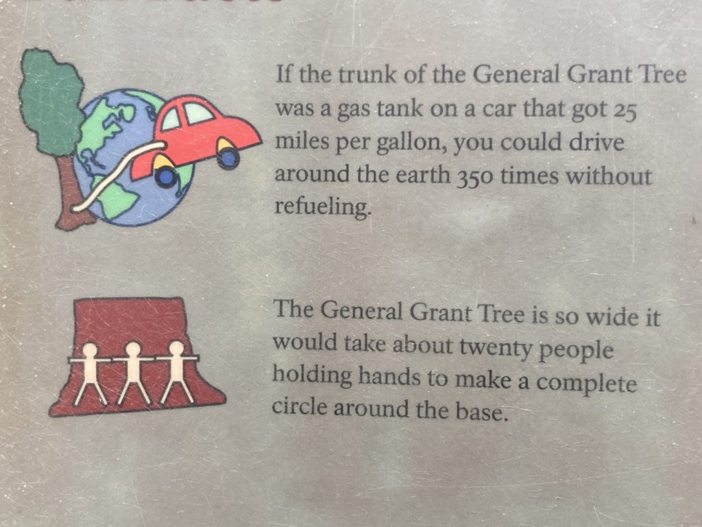 Facts Information about the General Grant Trees
