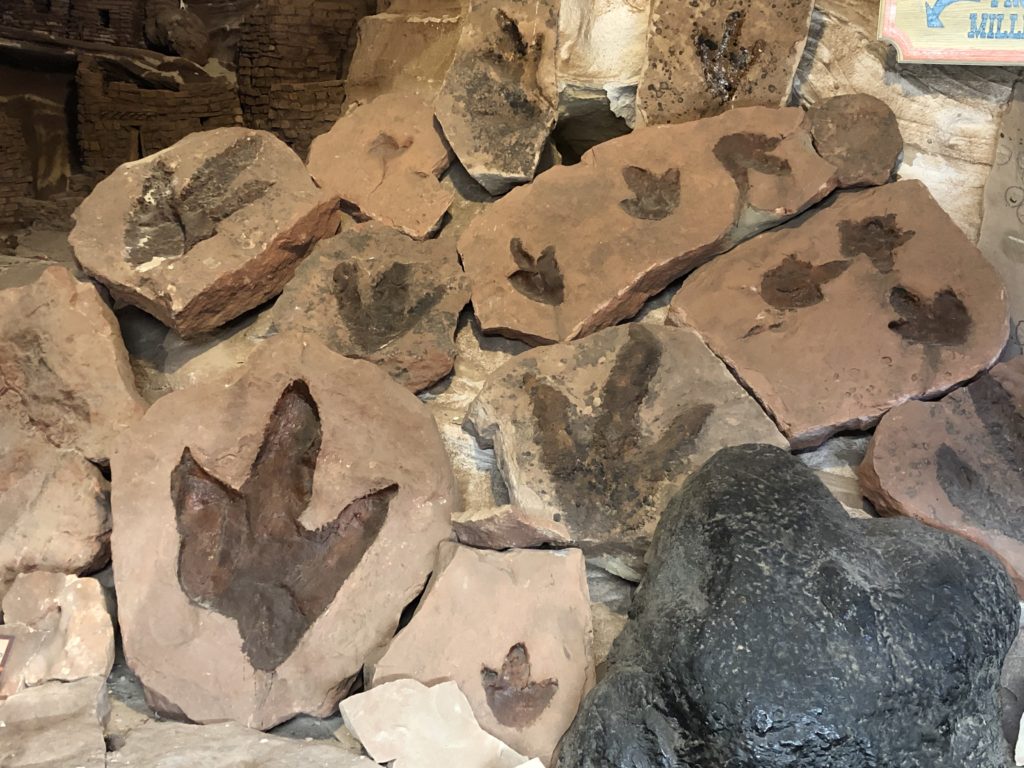 185 million years old dinosaur tracks!