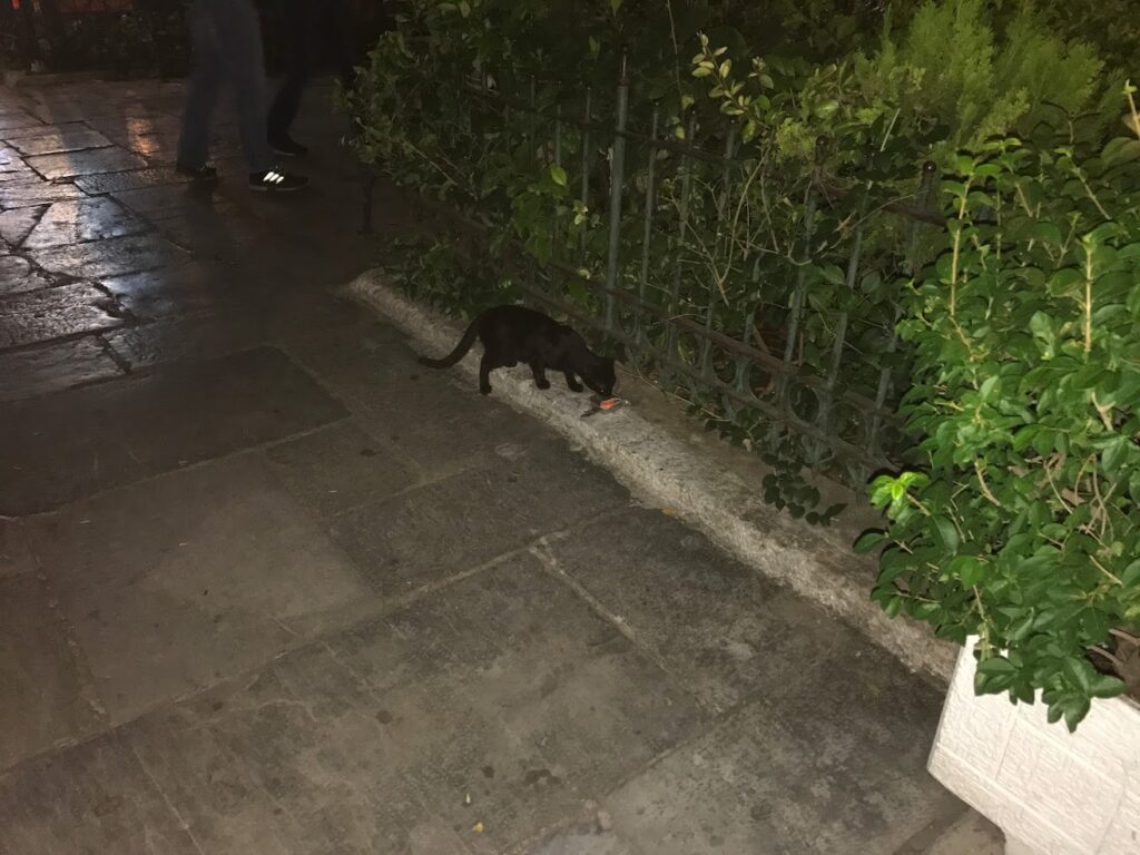 Cat in Athens