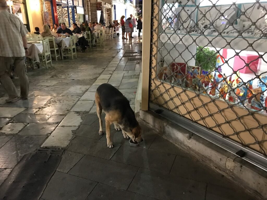 Dog in Athens
