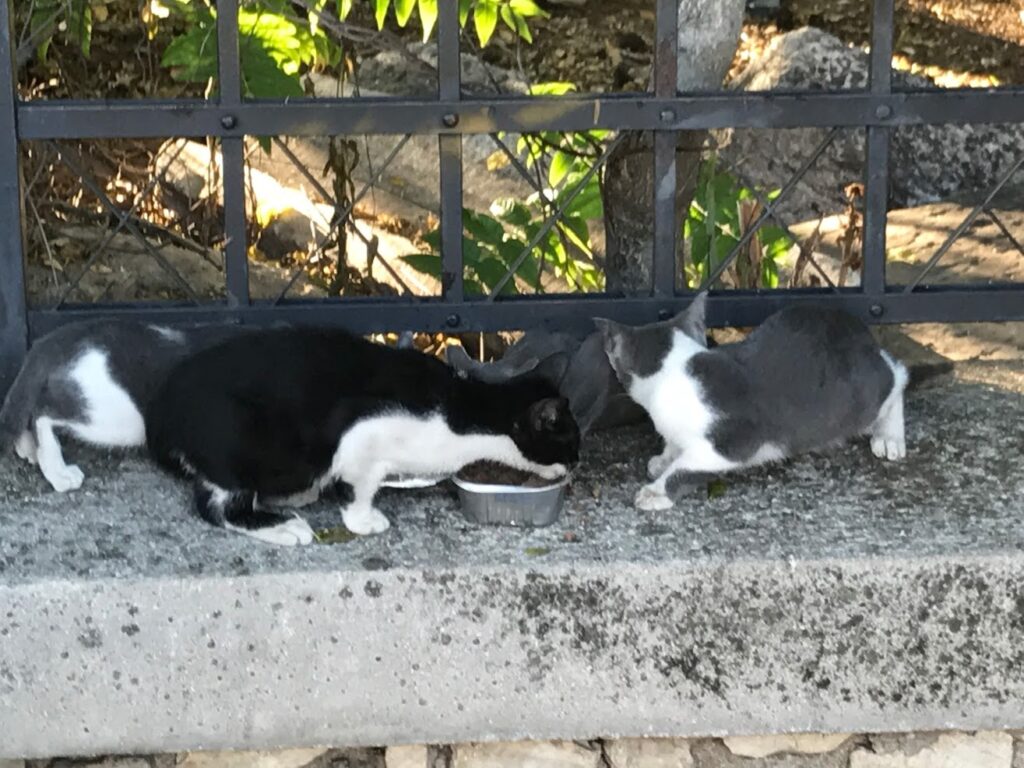 Cats in Athens