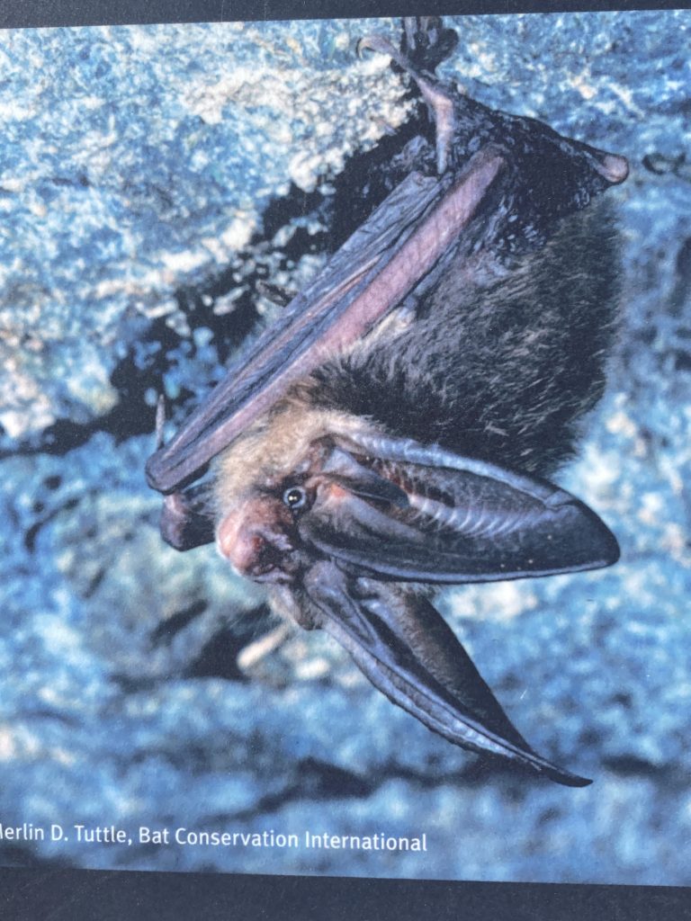 Bat hanging upside down