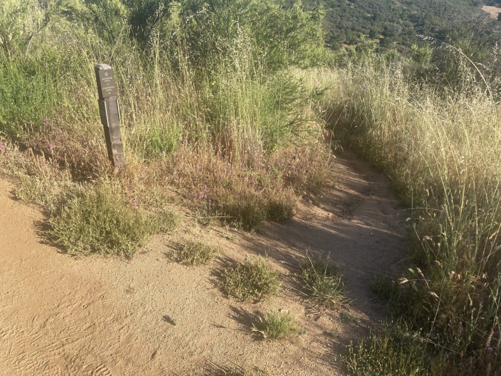 Small Pathway Between Grass Bushes