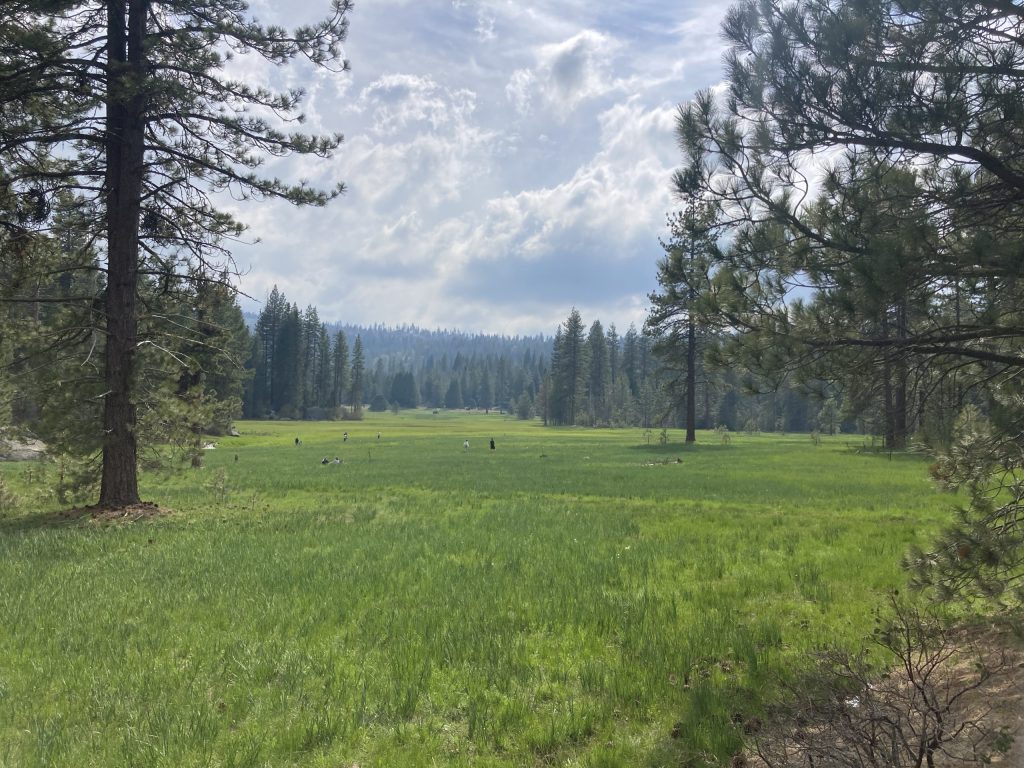 Beautiful grass field with cloudy sky