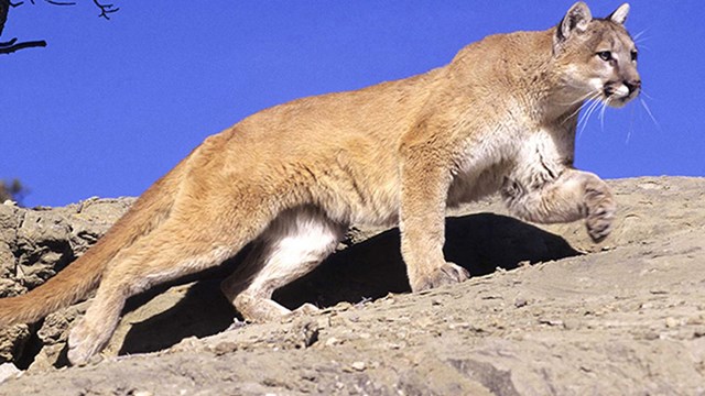 A Mountain Lion at Pinnacles National Park (Courtesy of the National Park Service)