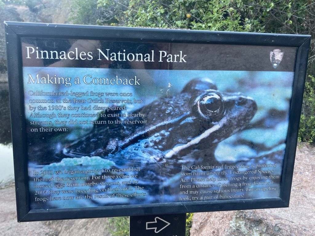 Red legged frogs are endangered