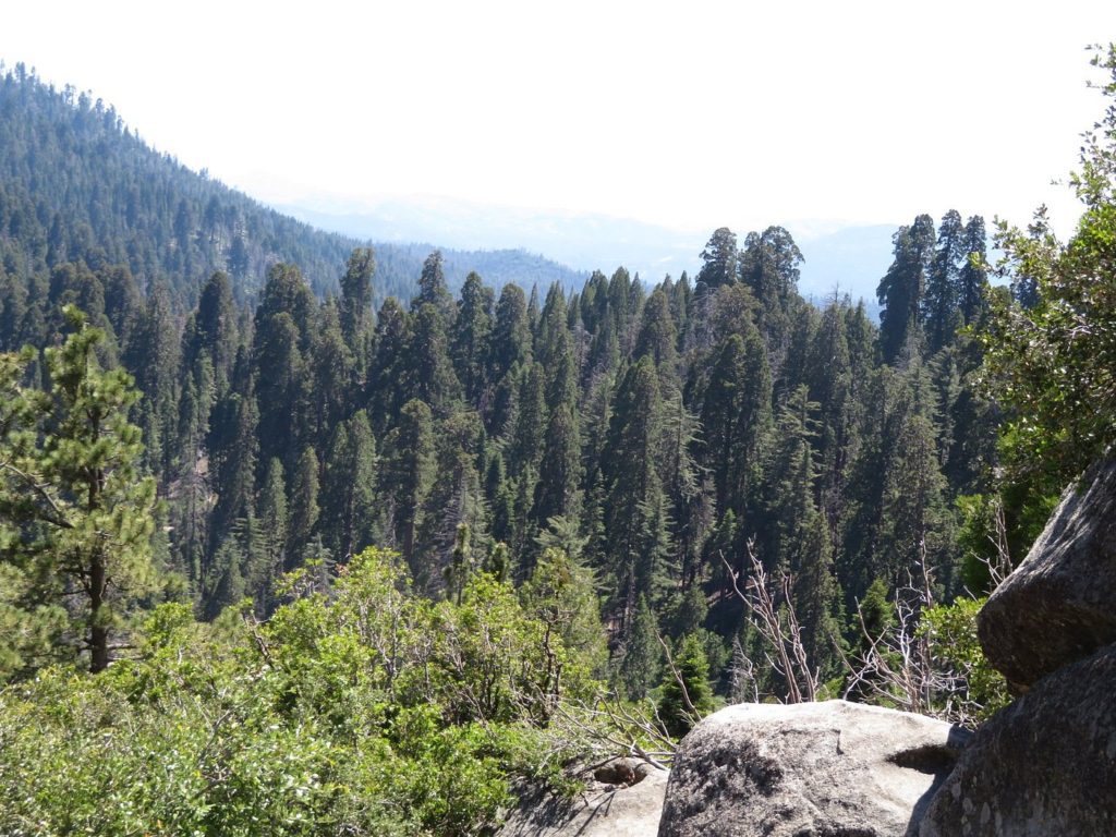 View of Redwood Mountain Grove