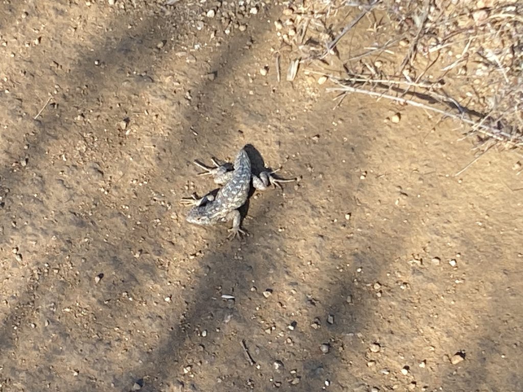 Gray Lizard in the Ground