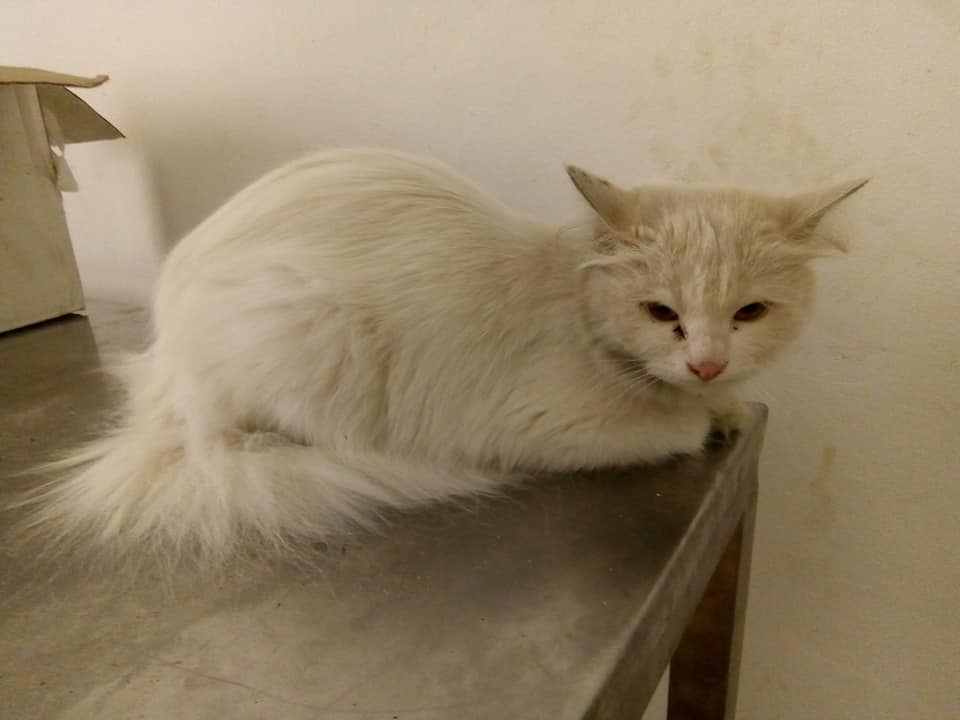 White cat at AAE clinic