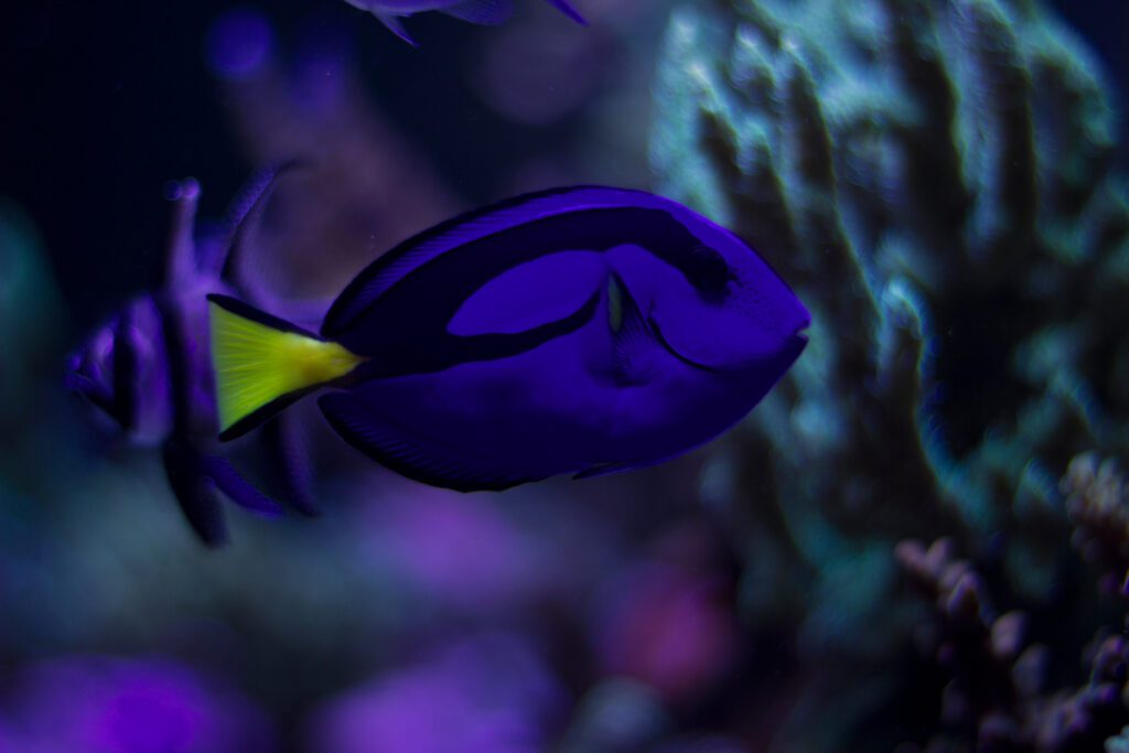 Egyptian Aquarium